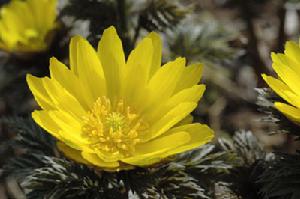 （圖）秋福壽草