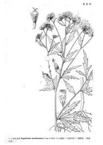 南川澤蘭 南川澤蘭