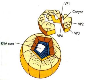 腸道病毒感染 腸道病毒感染