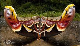 烏柏大蠶蛾 烏柏大蠶蛾