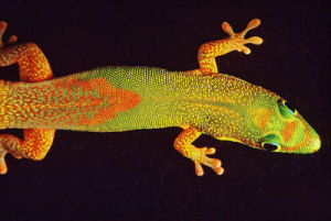 （圖）馬達加斯加金粉守宮