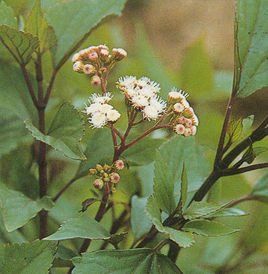 入侵植物 入侵植物