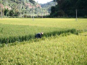 京竹林村 京竹林村