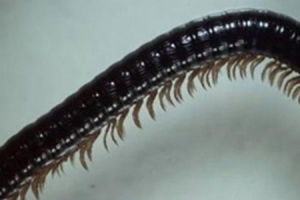 新型蜈蚣 新型蜈蚣