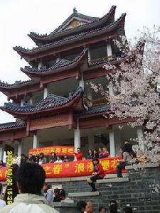 中日櫻花友誼林 中日櫻花友誼林