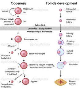 卵子發生 卵子發生