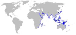 豹紋鯊的分布範圍
