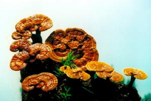 靈芝三萜 靈芝三萜