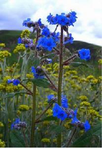 長圓微孔草 長圓微孔草
