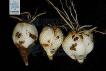 山丹[百合科百合屬植物]