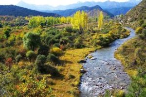 關帝山國家森林公園 關帝山國家森林公園