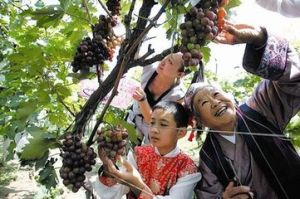 大興采育葡萄文化節 大興采育葡萄文化節