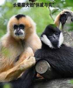 休戚與共 休戚與共