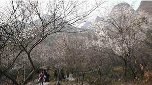 梅林村[浙江省寧海縣]