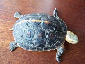 黃緣沙龜 黃緣沙龜