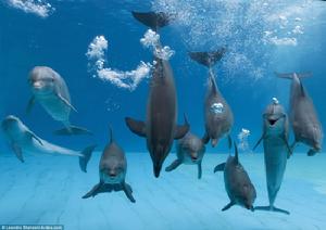 海豚微笑在水下吐泡泡
