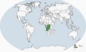 蒼綠旋木鵯 蒼綠旋木鵯