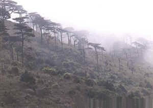 戴雲山自然保護區