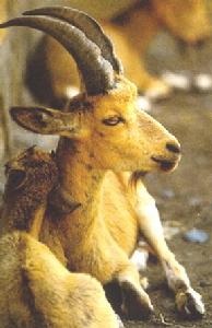 衣索比亞北山羊