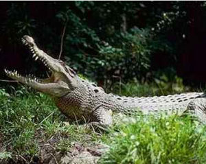 窄吻鱷魚 窄吻鱷魚