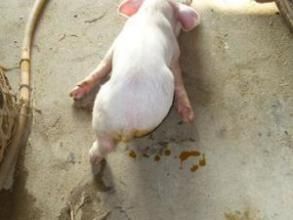 仔豬黃痢病 仔豬黃痢病