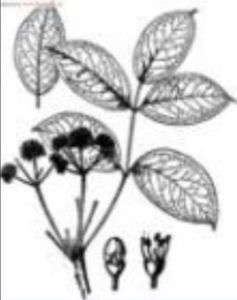 單序五葉參 單序五葉參