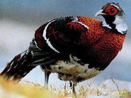 珍稀瀕危陸生動物