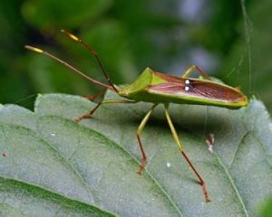 茶色赭緣蝽 茶色赭緣蝽