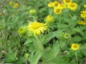 旋覆花系 旋覆花系