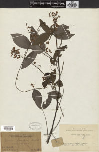 疏花魚藤 疏花魚藤