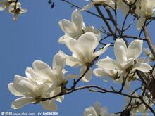 八大花卉圖集（百度搜圖）