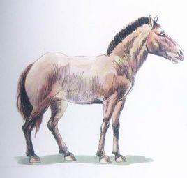 歐洲野馬 歐洲野馬