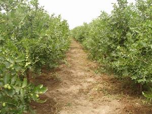 楊盤村[山西省晉中市晉中開發區下轄村]