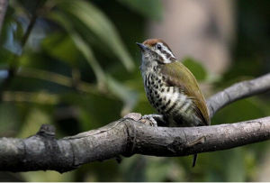 斑姬啄木鳥 斑姬啄木鳥