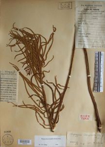 絨毛瘤足蕨 絨毛瘤足蕨