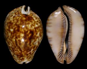 大花鼠寶螺 大花鼠寶螺