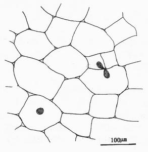 梨形葡萄藻 梨形葡萄藻