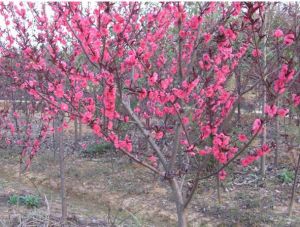 紅葉桃 紅葉桃
