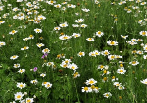 果香菊屬 果香菊屬