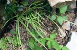 片雞尾草 片雞尾草