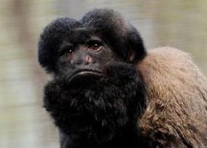 黑掌蛛猴