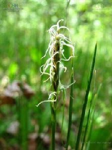 四川嵩草 四川嵩草