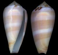 吉良芋螺 吉良芋螺