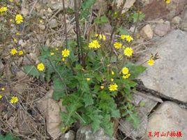 黃花枝香草 黃花枝香草