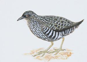 達爾文花田雞 達爾文花田雞