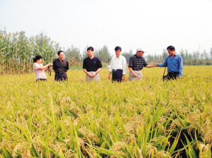 水稻良種—振優368