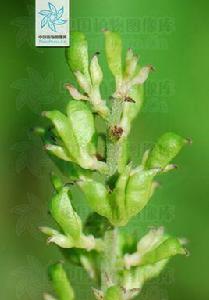 三葉升麻 三葉升麻