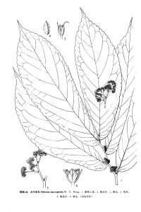 大葉赤車 大葉赤車