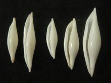 次反射騙梭螺 次反射騙梭螺