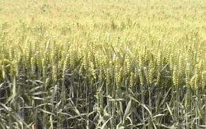 遼春17號 遼春17號